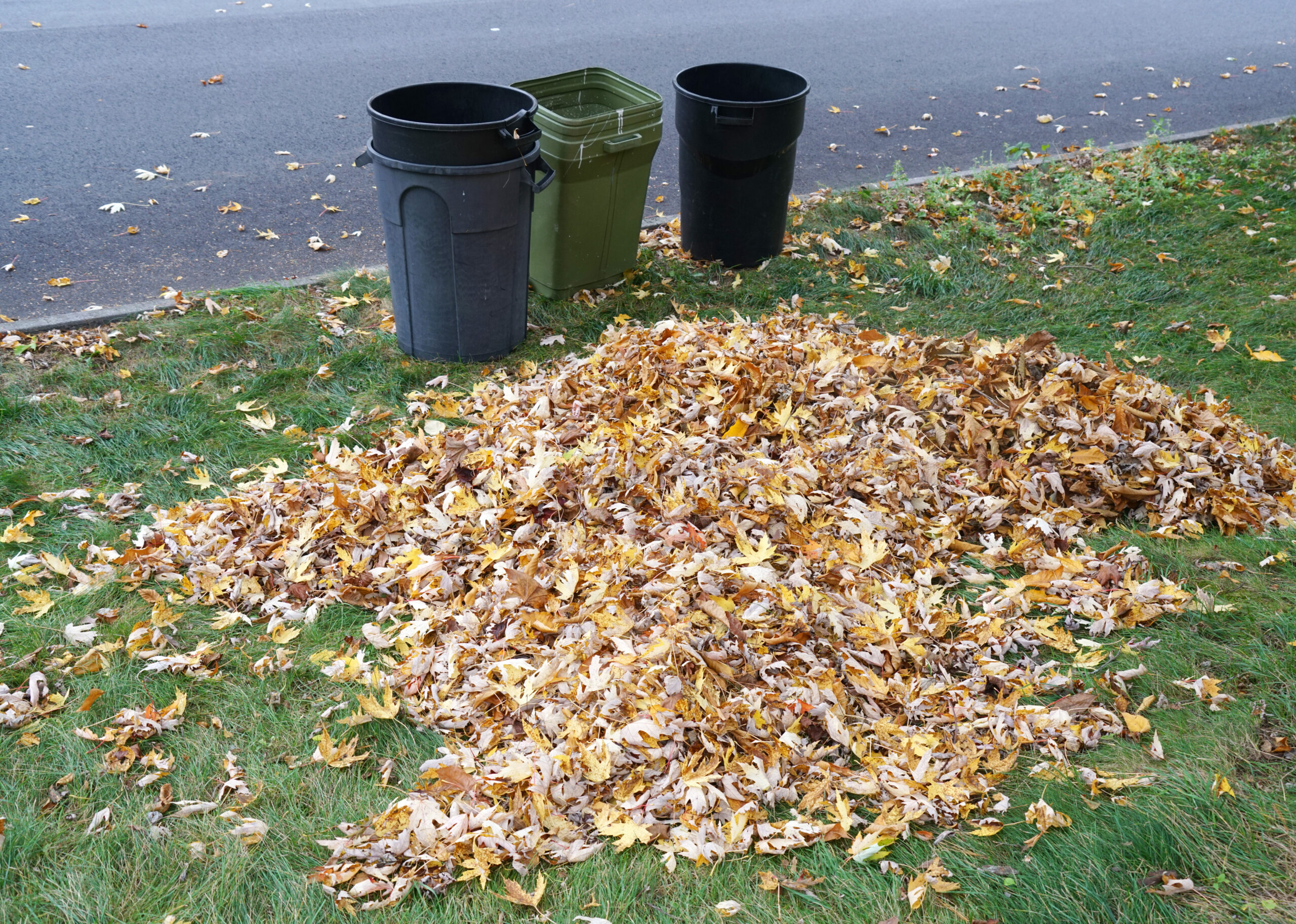 fallen leaves in autumn season in garden to be collected in container